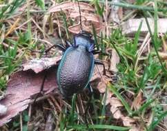 Carabus (Oreocarabus) guadarramus La Ferté-Sénectère 1847 resmi