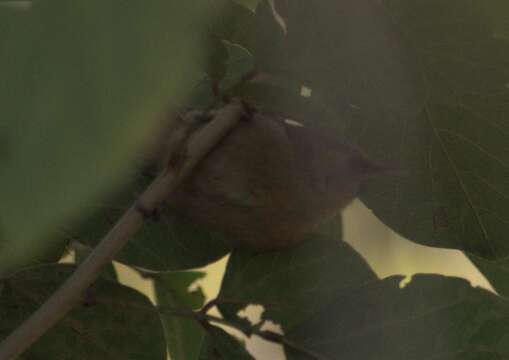 Image of Black-chinned Babbler