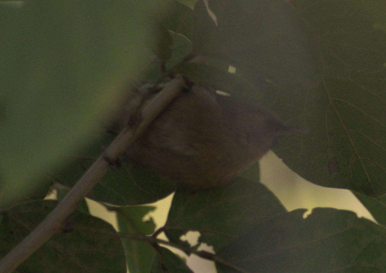 Image of Black-chinned Babbler