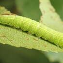 Image of green silver-lines