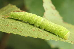 Image of green silver-lines