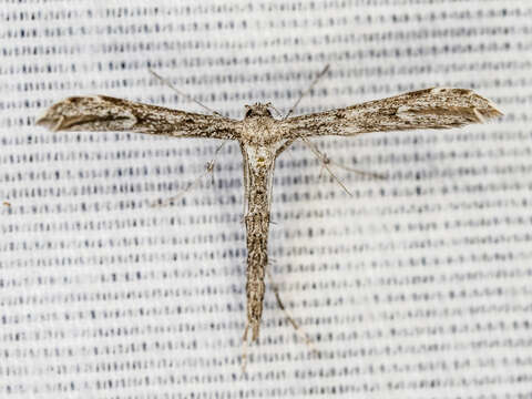 Image of Ragweed Plume Moth