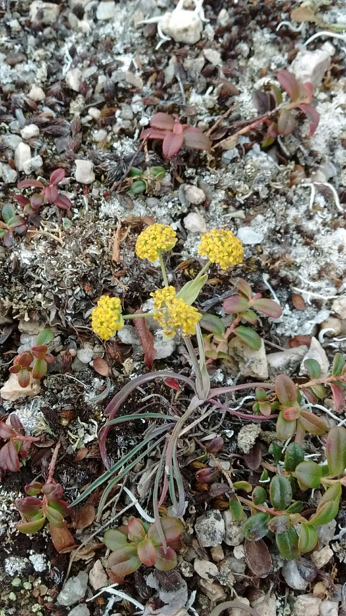 Bupleurum americanum Coult. & Rose resmi