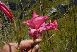 Image de Gladiolus crispulatus L. Bolus