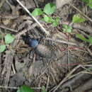 Carabus (Coptolabrus) formosus Semenov 1887 resmi