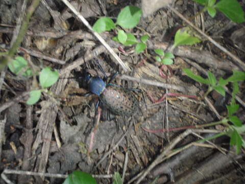 Carabus (Coptolabrus) formosus Semenov 1887 resmi