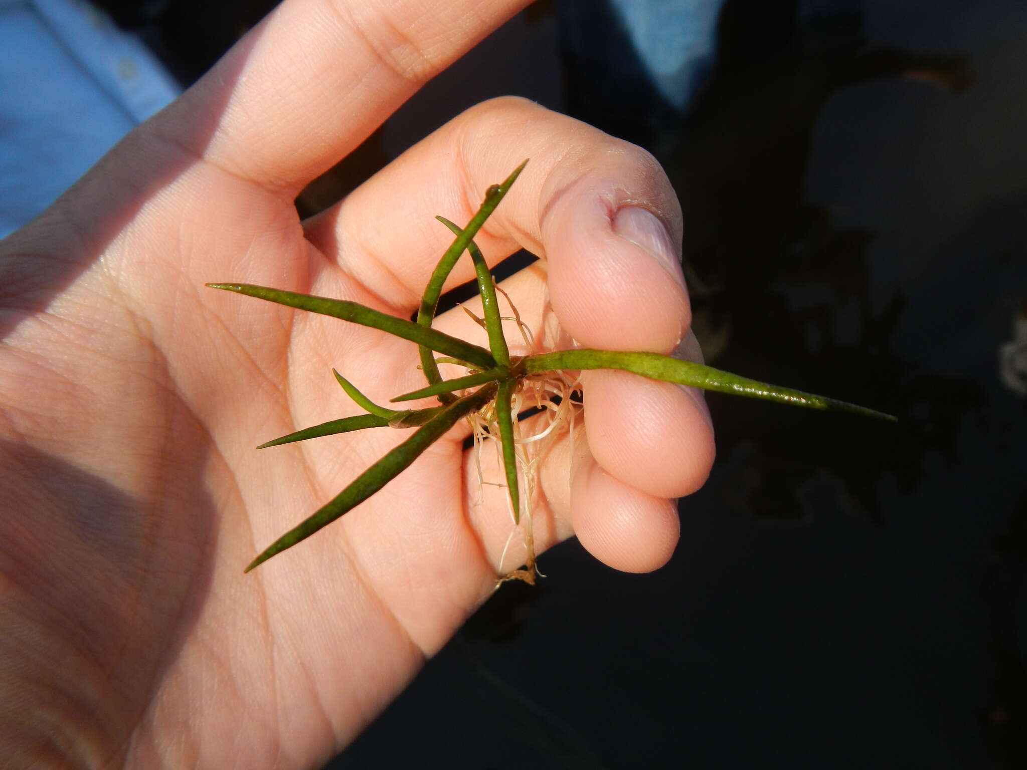 Imagem de Plantago americana (Fern.) K. Rahn