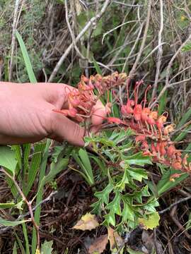 Image de Grevillea bipinnatifida R. Br.