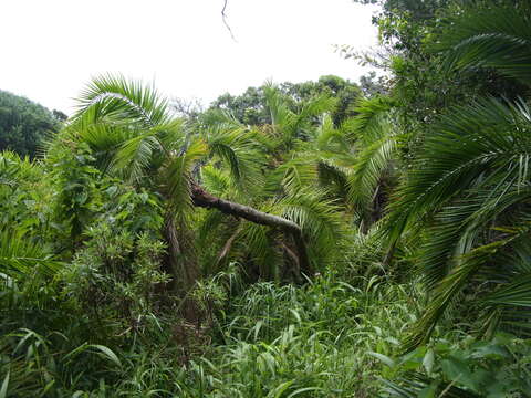 Image of Senegal date palm