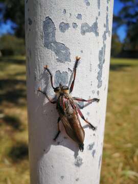 Image of Neoaratus