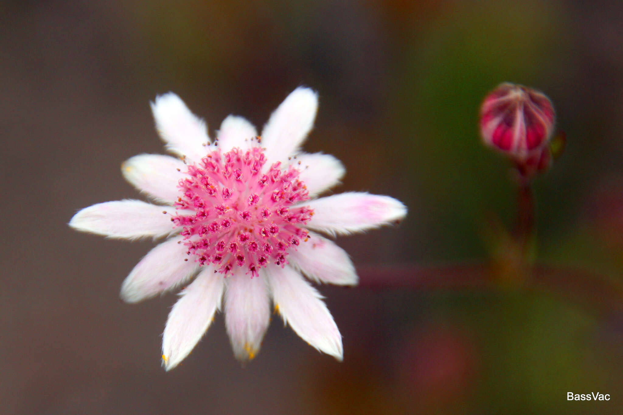 Imagem de Actinotus forsythii Maiden & Betche