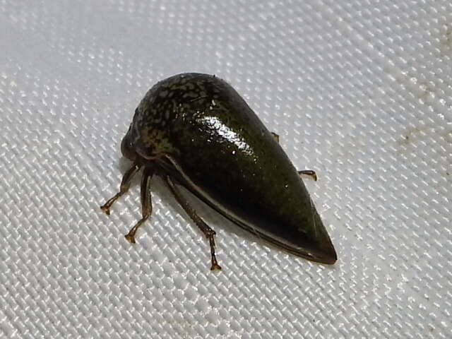 Image of Treehopper