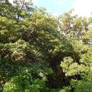 Image de Ficus trigonata L.