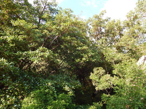 Image de Ficus trigonata L.