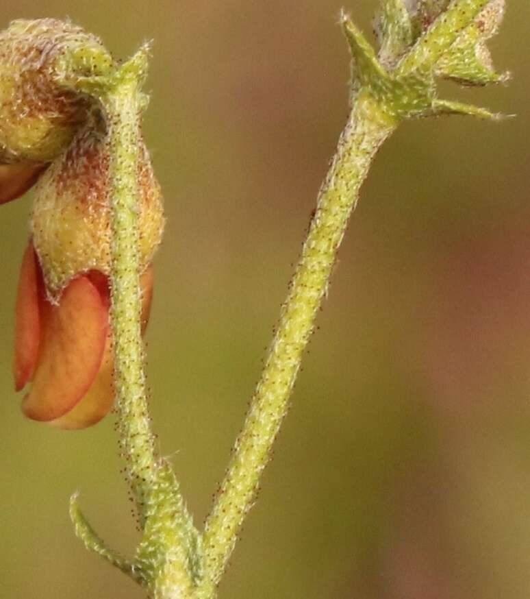 Image of Hermannia pulverata Andr.