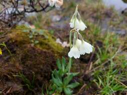 Слика од Primula sikkimensis var. hopeana (I. B. Balf. & Cooper) W. W. Sm. & H. R. Fletcher