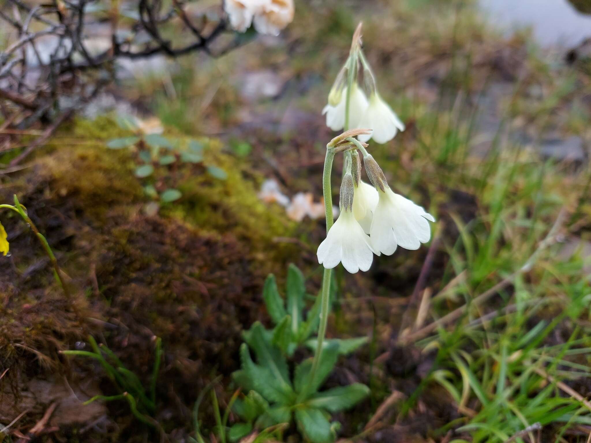 Imagem de Primula sikkimensis var. hopeana (I. B. Balf. & Cooper) W. W. Sm. & H. R. Fletcher