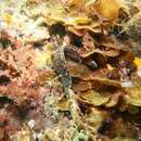 Image of Variable Snake-blenny