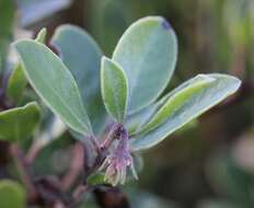 Image of Franciscan manzanita