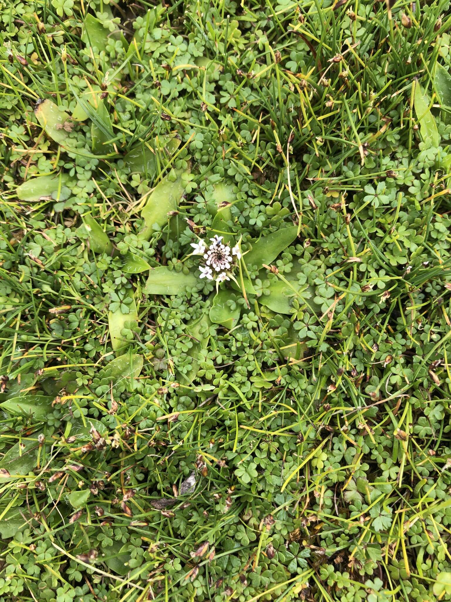 Image of Ammobium calyceroides (Cass.) A. A. Anderberg