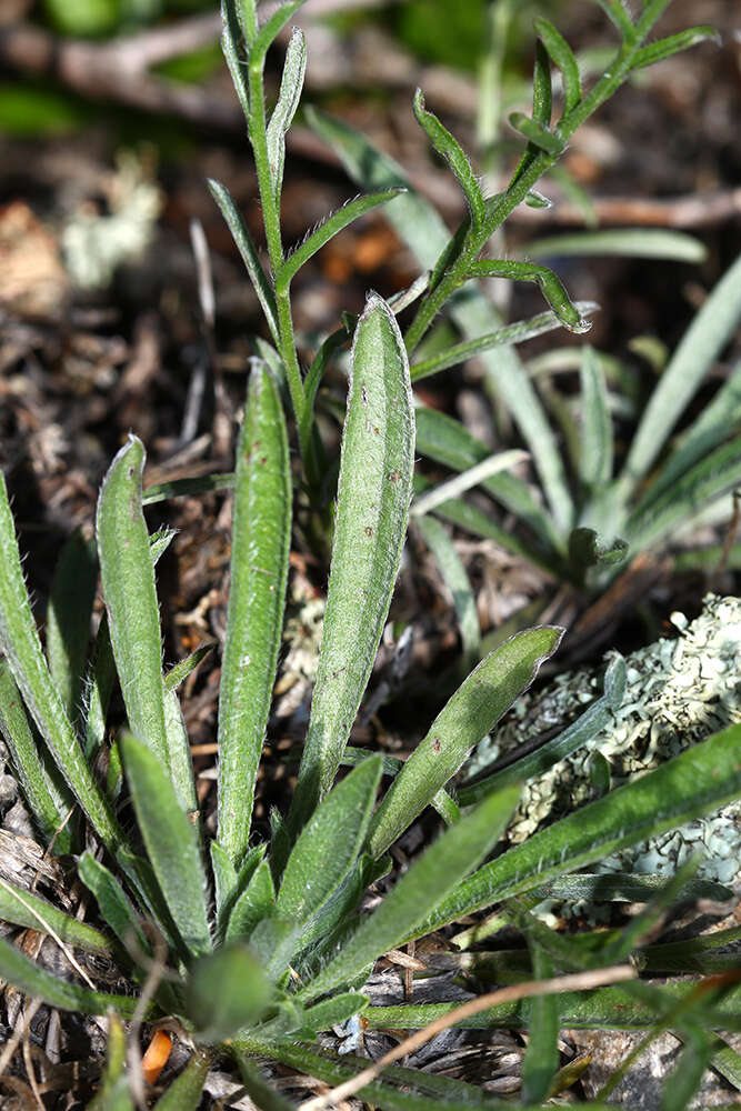 Image of Eritrichium sichotense Popov