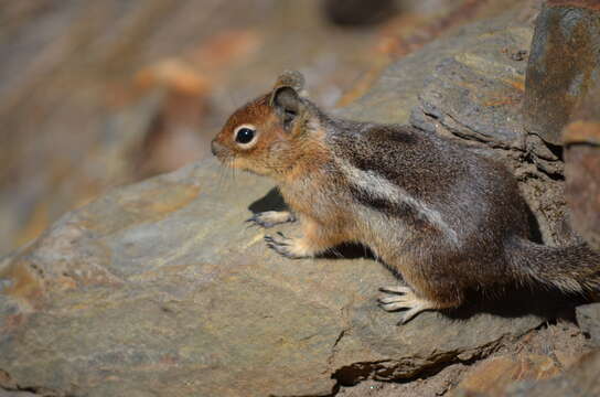 Callospermophilus saturatus (Rhoads 1895) resmi