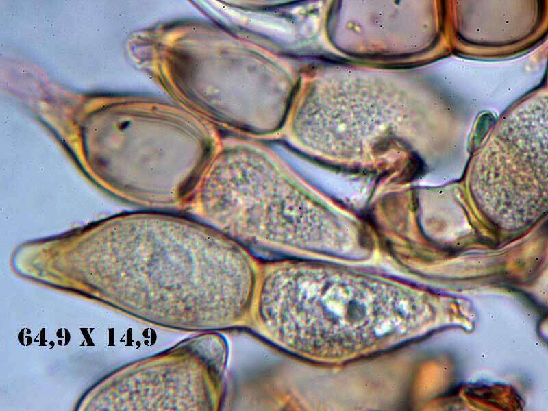 Image of Puccinia galactitis P. Syd. & Syd. 1902