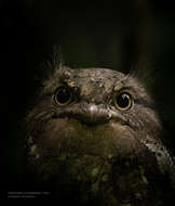 Image of Ceylon Frogmouth