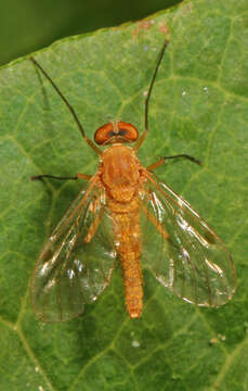 Image of Chrysopilus rotundipennis Loew 1861