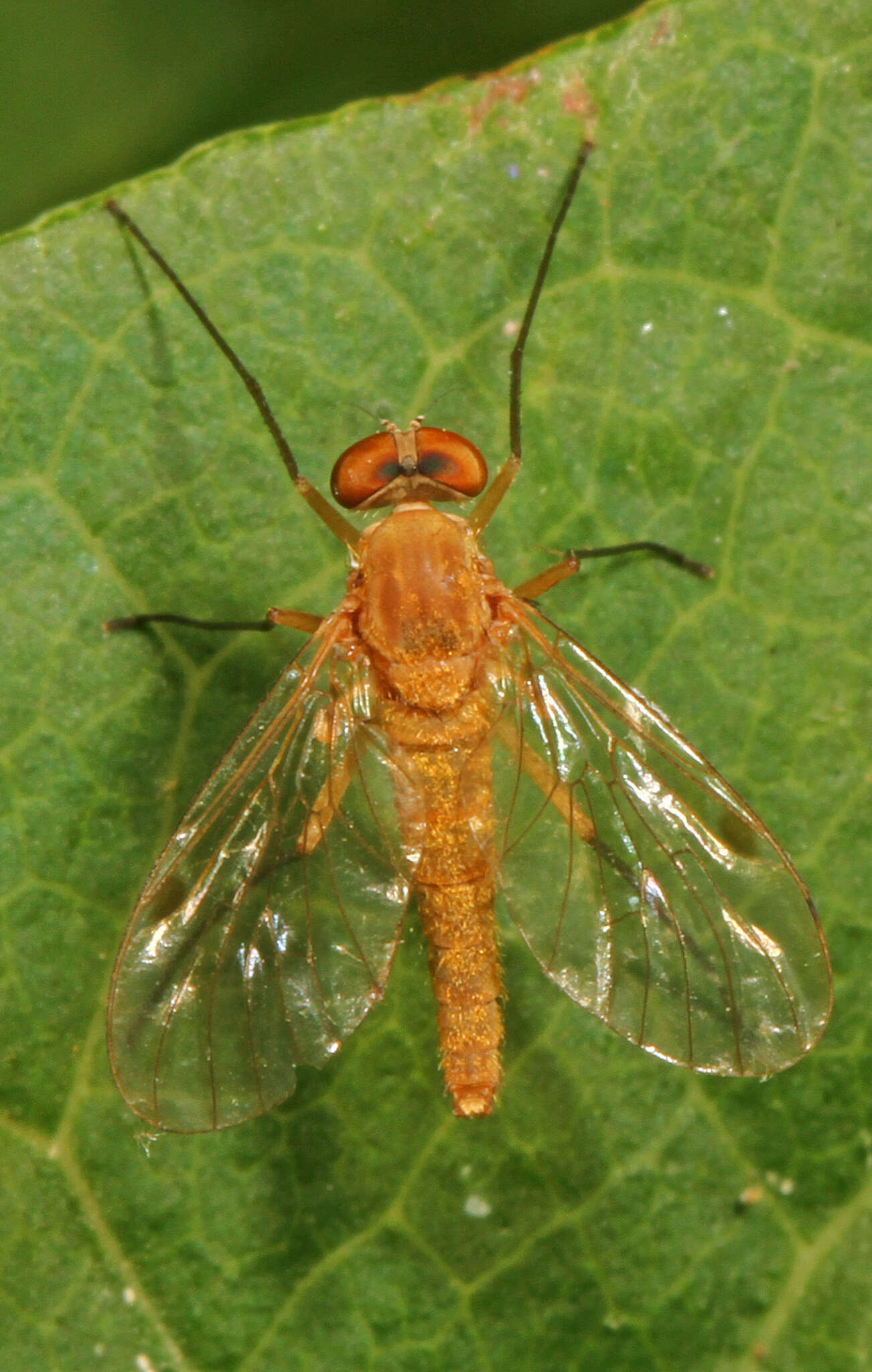 Image of Chrysopilus rotundipennis Loew 1861