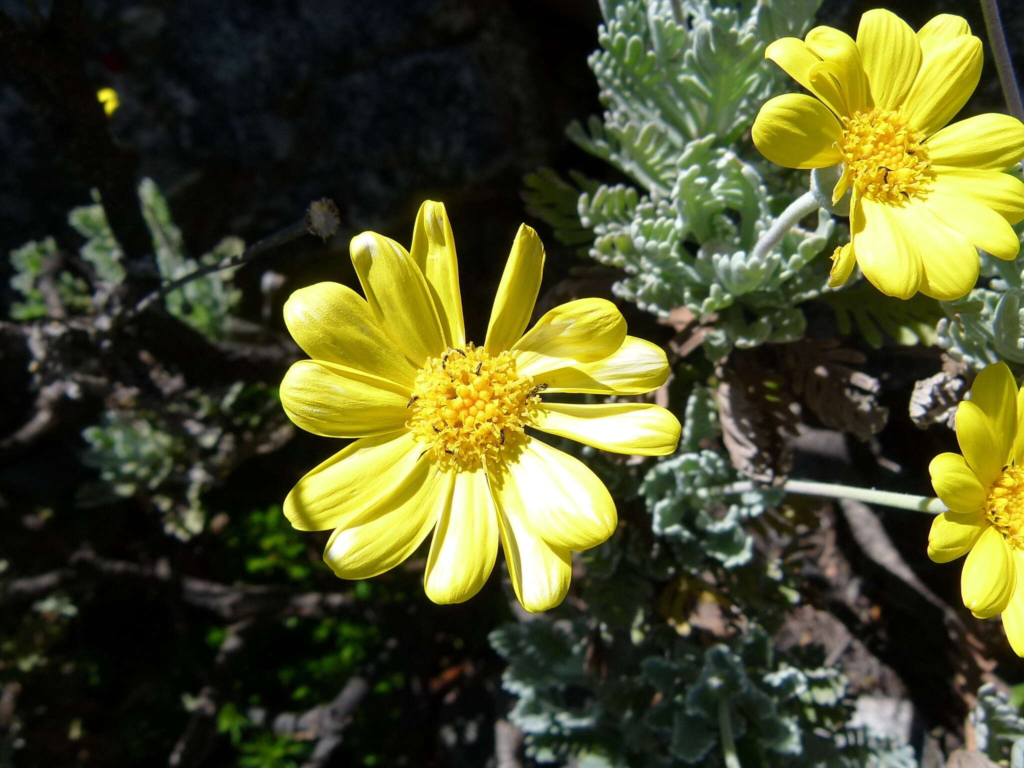 Image of Euryops pectinatus subsp. pectinatus