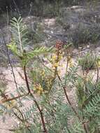 Astragalus douglasii var. perstrictus (Rydb.) Munz & Mc Burney resmi