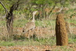 Image of Australian Bustard