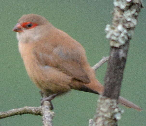 Sivun Estrilda astrild tenebridorsa Clancey 1957 kuva