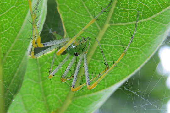 Image of Peucetia madagascariensis (Vinson 1863)