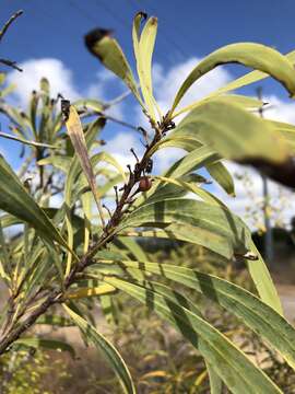 Imagem de Persoonia falcata R. Br.