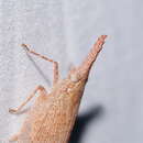 Image of Rentinus dilatatus (Westwood 1838)