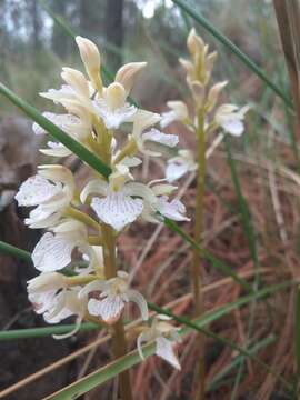 Image of Corallorhiza macrantha Schltr.