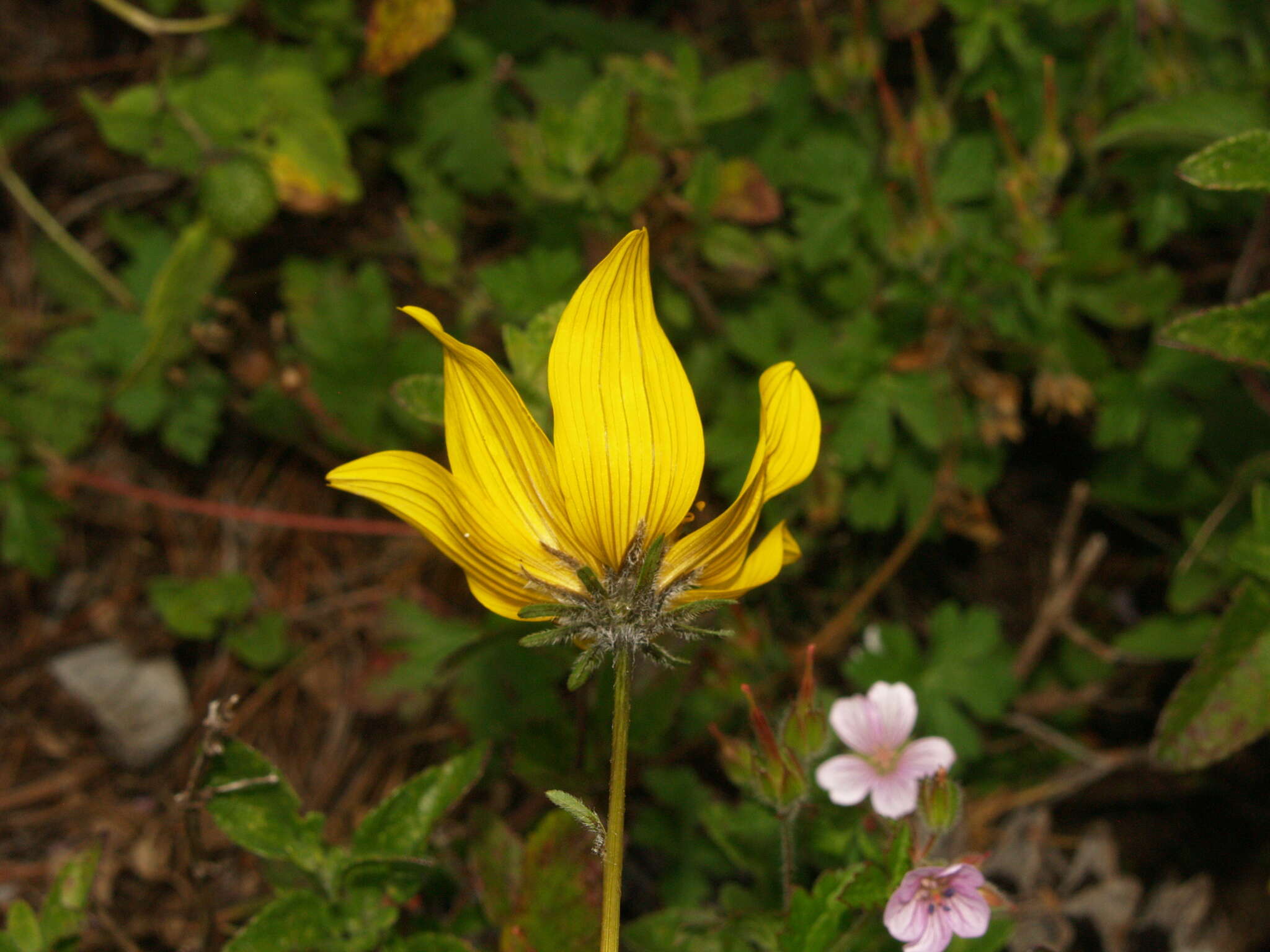 Bidens triplinervia Kunth的圖片