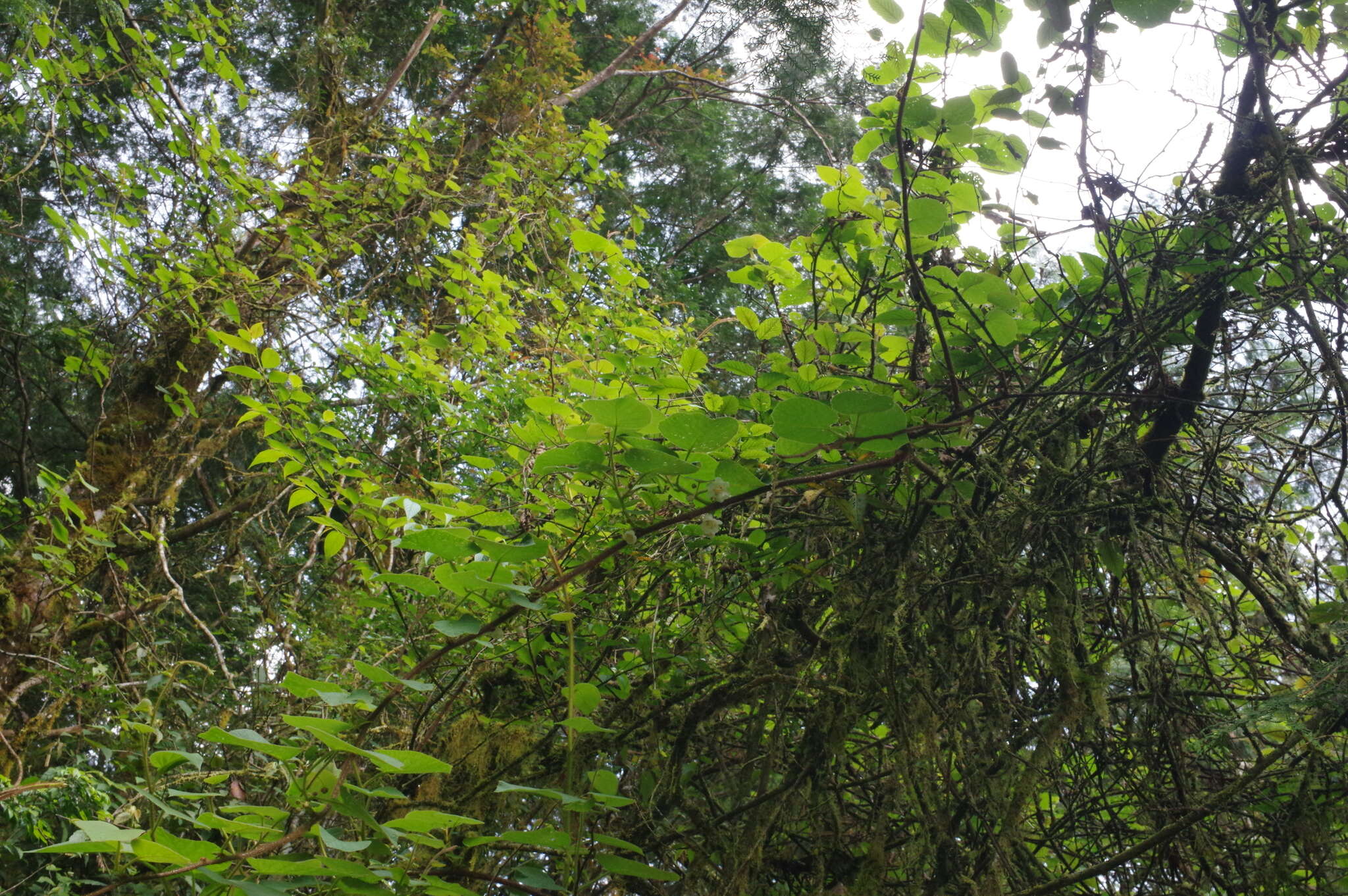 Image of Actinidia chinensis var. setosa H. L. Li