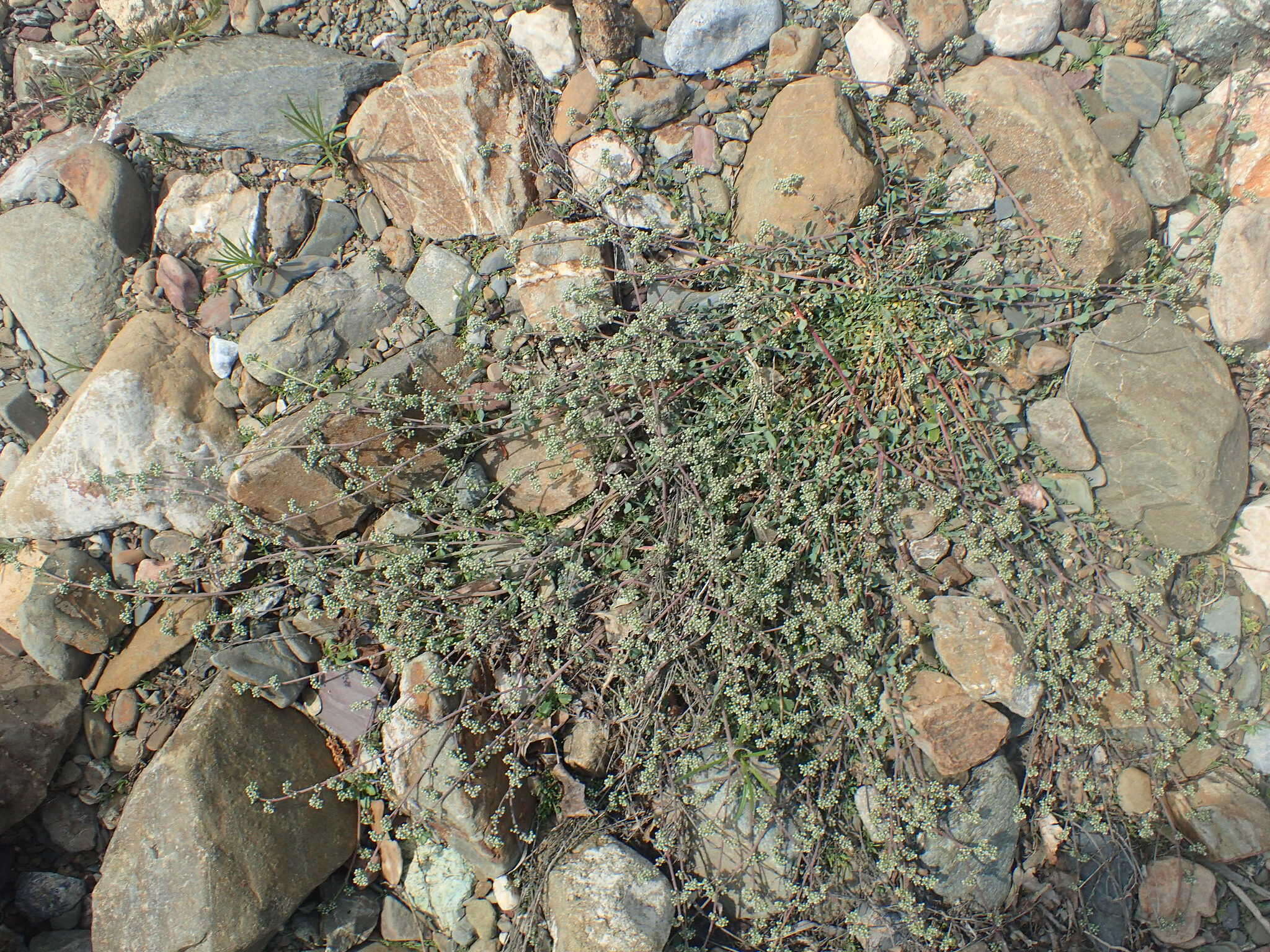 Image of Corrigiola telephiifolia Pourret