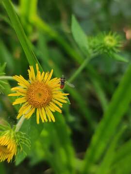 Image de Inula japonica Thunb.