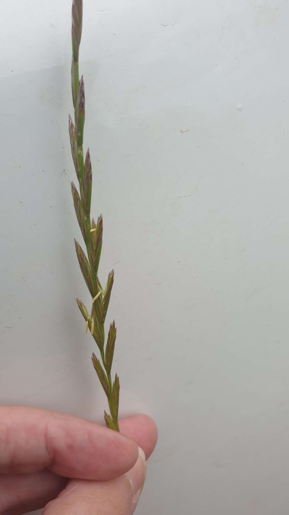 Image of Wimmera ryegrass