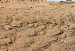 Image of Festuca beckeri (Hack.) Trautv.