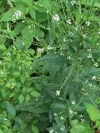 Image de Verbena urticifolia L.