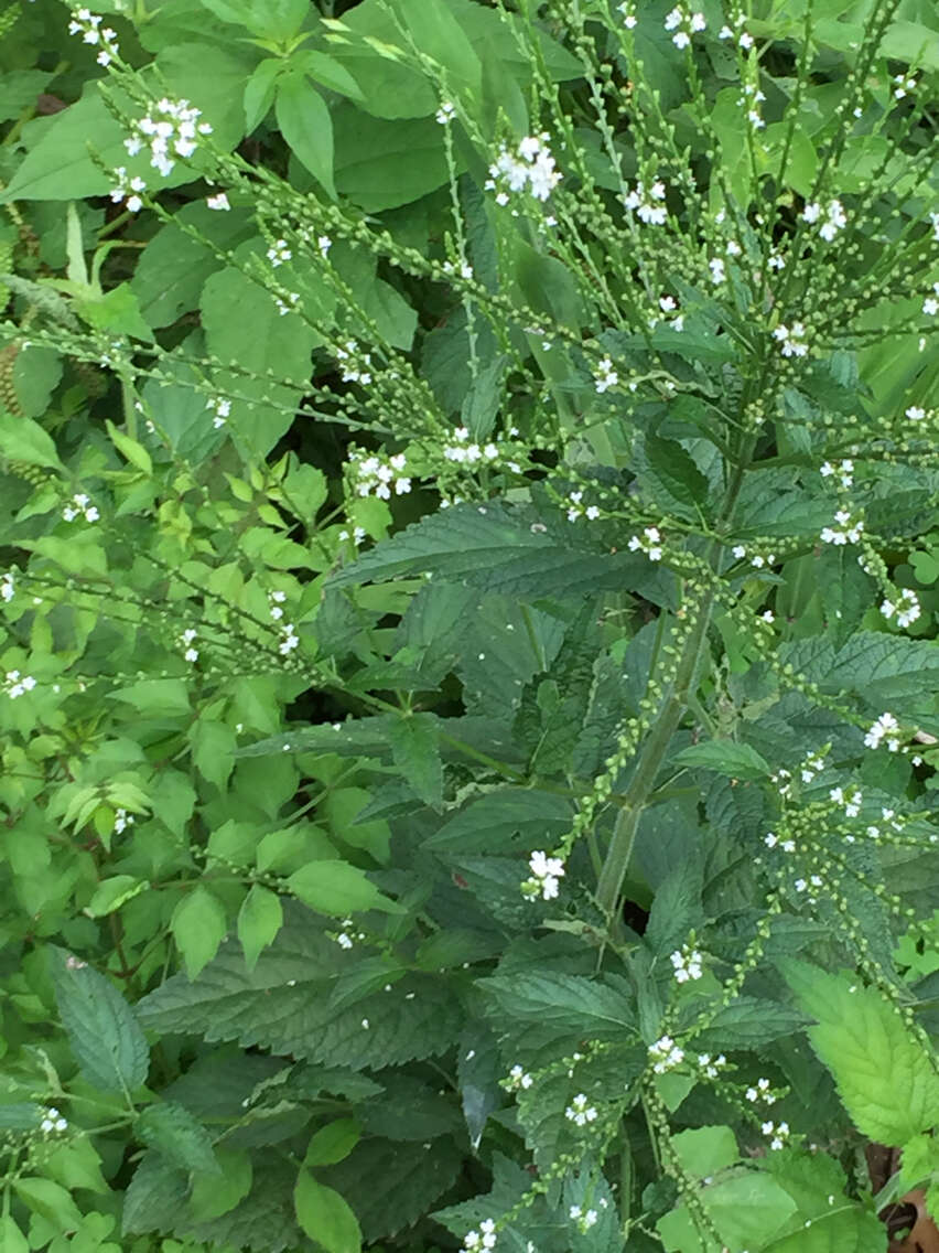 Image of white vervain