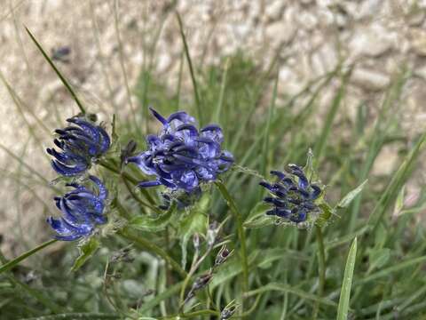 Image of Horned Rampion