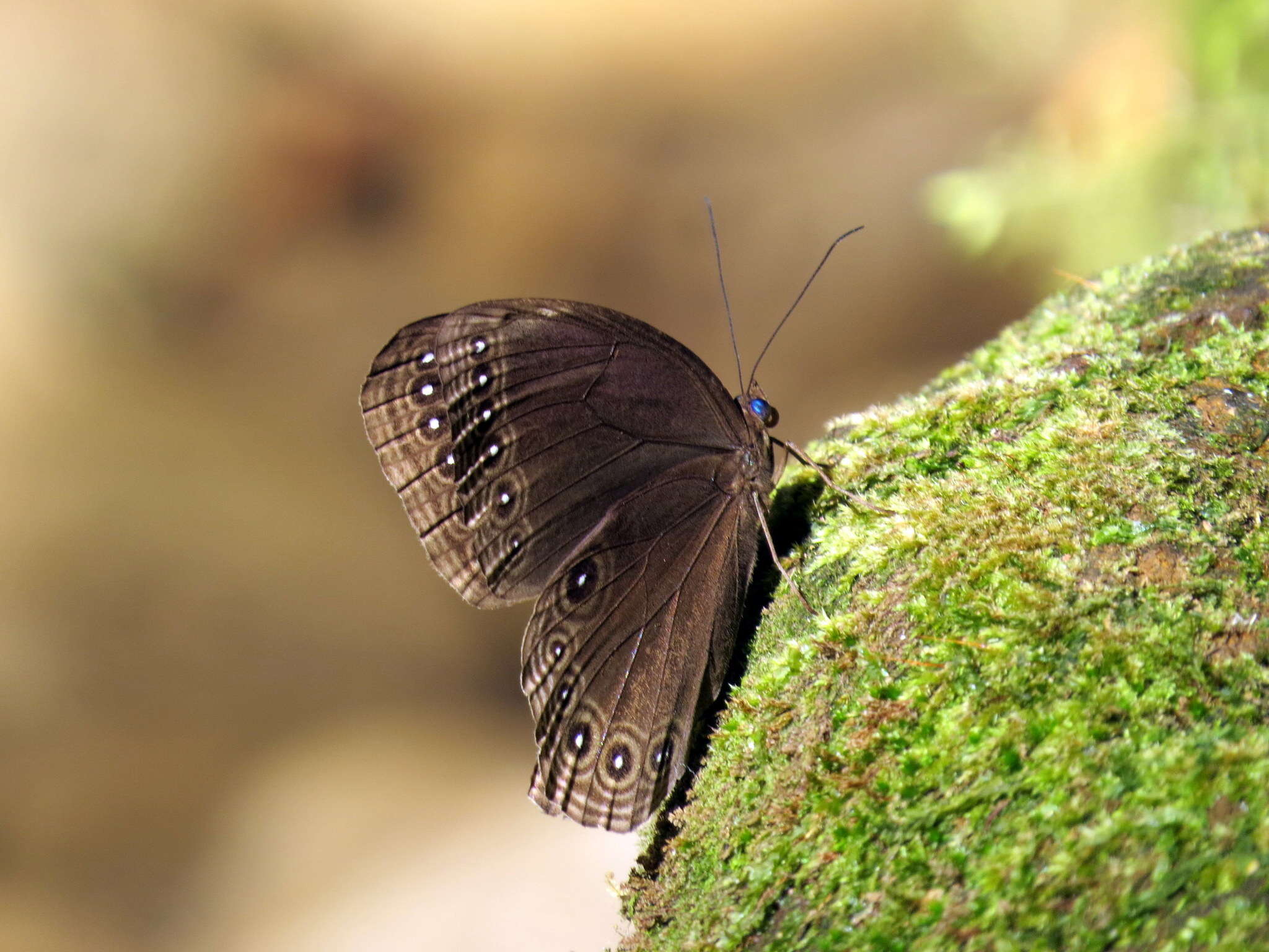 Imagem de Ethope himachala Moore 1857