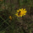 Image of Taraxacum japonicum Koidz.