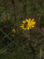 Слика од Taraxacum japonicum Koidz.